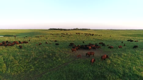 4k-Aerial-drone-shot-flying-over-a-large-herd-of-buffalo-while-a-calf-frolics-in-green-pastures-in-the-South-Dakota-Plains