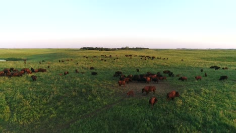 Un-Dron-Aéreo-De-4.000-Metros-Volando-Sobre-Una-Gran-Manada-De-Búfalos-Mientras-Un-Ternero-Retoza-En-Pastos-Verdes-En-Las-Llanuras-De-Dakota-Del-Sur