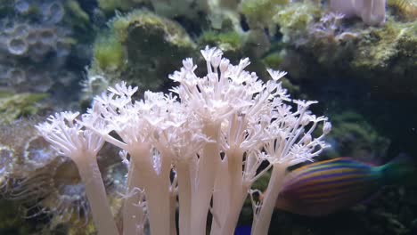 Bewegliches-Korallenriff-Mit-Fischen-Im-Hintergrund-In-Einem-Aquarium-In-Irland