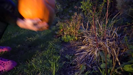 Picking-up-a-pumpkin-at-night-from-a-grassy-ground-and-then-putting-it-back