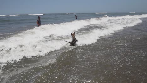 Slow-Motion-120fps---Dogs-play-in-Peruvian-ocean-with-one-another