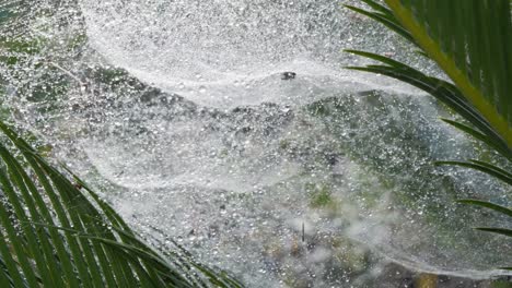 Big-spider-web-with-water-drops-between-palm-leaves,-panning-shot