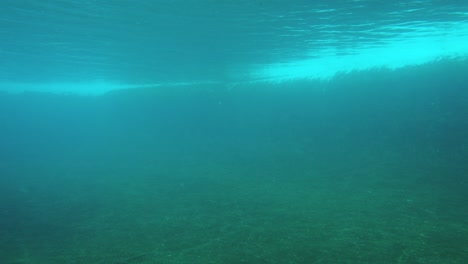 Kalifornische-Seelöwen-Schwimmen-Anmutig-Im-Artis-Zoo,-Unterwasseransicht