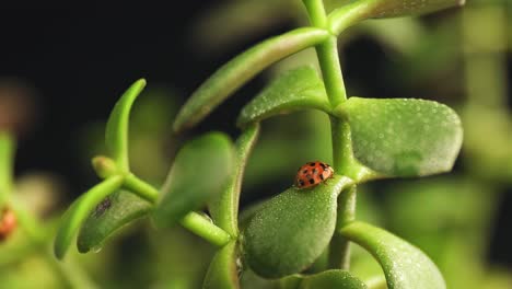 Cerrar-Una-Sola-Mariquita-Arrastrándose-Sobre-Una-Planta-Verde