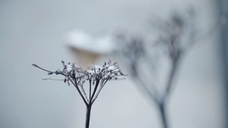 Close-up-of-a-dry-plant-covered-in-snow