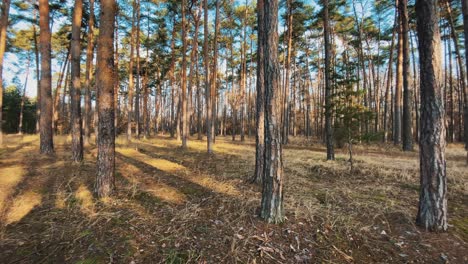 Ein-Trockener-Nadelwald-Bei-Sonnenuntergang,-Kamera-Schwenkt-Nach-Rechts