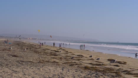 Die-Leute-Genießen-Den-Tag-Und-Kitesurfen-Am-Silver-Strand-Beach-Mit-Möwen-Im-Vordergrund,-Gesperrte-Einstellungsaufnahme