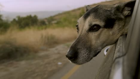 A-beautiful-German-shepherd-dog-looking-through-a-moving-car-window