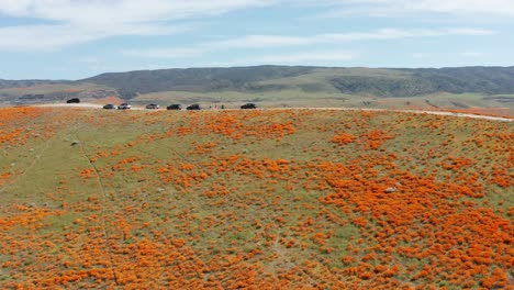 Aerial-rising-and-panning-orbital-shot-of-people-on-top-of-bright-orange-poppy-field-hill