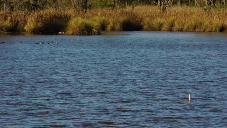 Ein-Kormoran-Watet-In-Einem-Gezeitenkanal-Im-Donnelly-Wildlife-Management-Area-In-Green-Pond,-South-Carolina