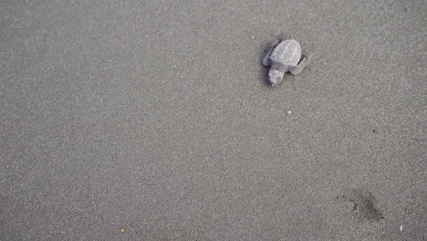 Olive-ridley-sea-baby-turtle,-Lepidochelys-olivacea,-at-the-nesting-beach-of-Ostional-Wildlife-Refuge,-Guanacaste,-Costa-Rica