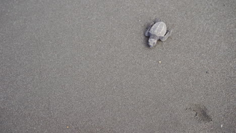 Tortuga-Golfina,-Lepidochelys-Olivacea,-En-La-Playa-De-Anidación-Del-Refugio-De-Vida-Silvestre-De-Ostional,-Guanacaste,-Costa-Rica