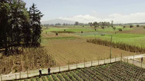 An-aerial-shot-of-worker-collecting-vegetables-in-a-farm-field-and-the-drone-goes-up-and-reveal-another-farms-in-the-horizone