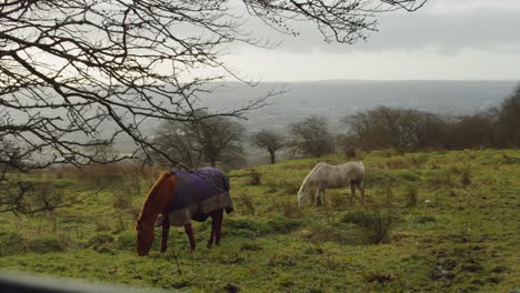 Two-horses-grazing-in-a-field-with-mountain-and-city-in-the-background
