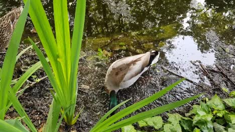 Una-Hembra-Y-Un-Pato-Macho-Nadando-En-Un-Estanque-Muy-Bonito.