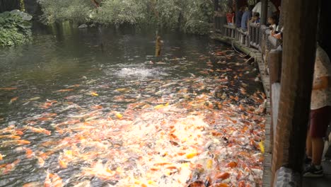 Muchas-Carpas-Elegantes-En-Un-Gran-Estanque-Son-Alimentadas-Por-El-Turista