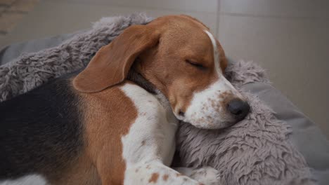 Junger-Beagle-Hund,-Der-Im-Bett-Schläft-Und-Sanft-Atmet