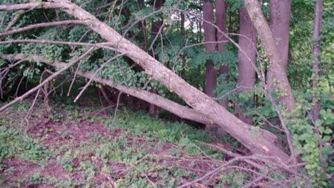 Dead-tree-lying-in-garden