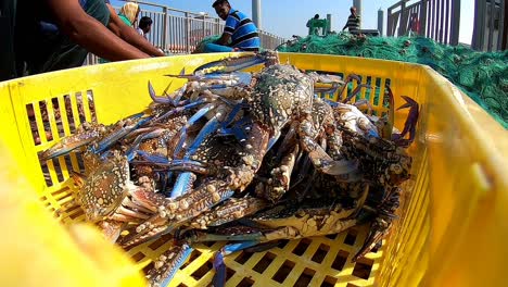 Un-Pescador-Recogiendo-Cangrejos-Frescos-En-Una-Canasta-Amarilla-Para-Venderlos-En-El-Mercado