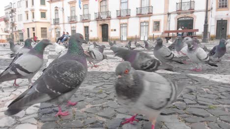 Low-angle-shot-following-many-Pigeons-looking-for-food-city-square-sidewalk