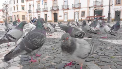 Disparo-De-ángulo-Bajo-Siguiendo-A-Muchas-Palomas-Buscando-Comida-En-La-Acera-De-La-Plaza-De-La-Ciudad.