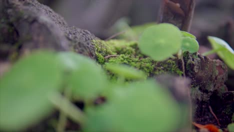 Camera-moving-through-green-bushes-with-background-defocus