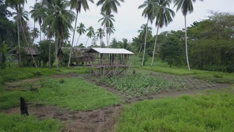 Aerial-view-moving-forward-shot,-vegetable-crops-and-wooden-hut,-indigenous-man-walking-on-the-green-path