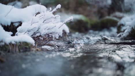 Primer-Plano-De-Un-Arroyo-En-Un-Bosque-Nevado.-Camara-Lenta