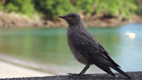 Un-Pájaro-Solitario-Caminando-En-Primer-Plano-Con-Una-Hermosa-Playa-Y-Verde-Al-Fondo