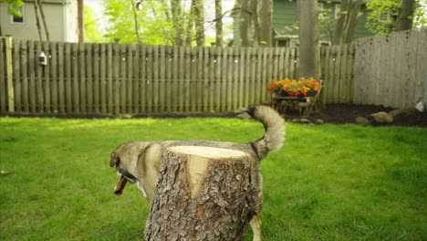 Dog-in-backyard-reaches-for-dog-bone