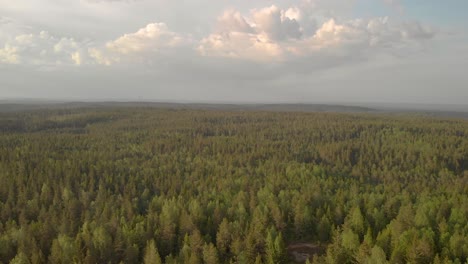 Drohne-Zieht-Nach-Unten-In-Schwedischen-Wald