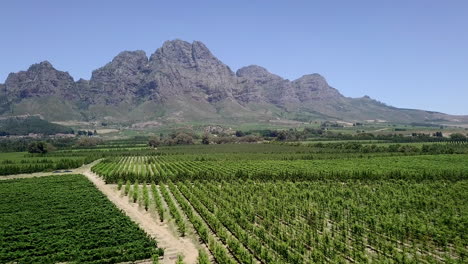 Low-flyover-of-rows-of-grapevines-growing-in-large-South-African-vineyard