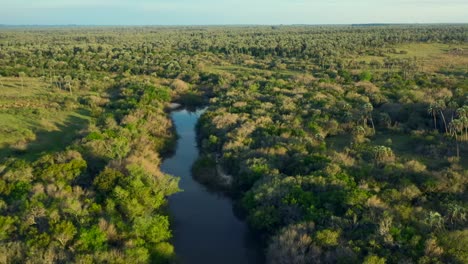River-in-the-jungle,-aerial-pull-back,-golden-hour-over-the-palm-trees-and-the-river-Arroyo-de-las-Cotorras,-Entre-Ríos,-Argentina