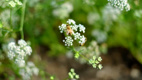 Honey-bee-anatomy-probosci's-wings-legs-yellow-white-daisy-close-up