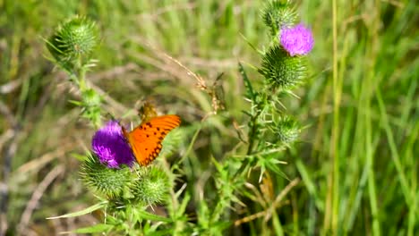 Orange-butterfly-sitting-on-a-wild,-purple-artichoke-flower,-moving-in-the-wind,-closeup