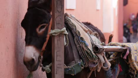 4k-medium-shot-of-depressed-looking-donkey-tied-up-down-narrow-streets-of-Marrakech