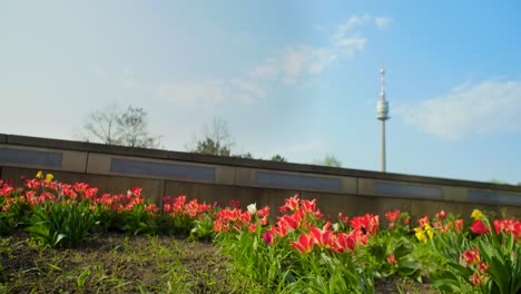 Danube-Tower-with-beautiful-flower-meadow-in-front