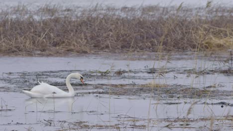 Mute-swan-is-looking-for-material-for-his-nest-in-reeds