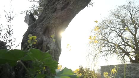 Dolly-Shot-Of-Sun-Setting-Behind-Large-Olive-Tree-Trunk-In-a-Field