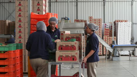 Sorting-vegetables-in-the-warehouse-of-a-vegetable-farm