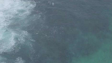 Caza-De-Delfines-En-Coordinación-En-Aguas-Poco-Profundas-De-La-Costa-Suroeste-De-Australia.