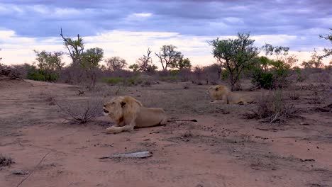 Una-Toma-Suave-Y-Constante-De-Dos-Leones-Machos-Llamando-A-Las-Llanuras-Abiertas