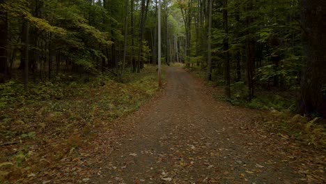 El-Concepto-De-Camino-Menos-Transitado:-Camino-En-Un-Hermoso-Bosque-Sin-Gente