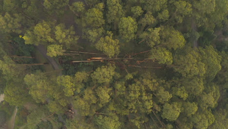 Aerial-perspective-of-fallen-tree-caused-by-damaging-winds-in-a-densely-planted-area-of-forest-landscape-in-Olinda,-Victoria,-Australia