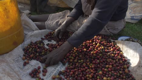 Coffee-Berries-Sorting-organic-farm