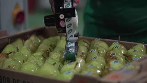 Pears-in-packing-house-getting-stickers-on-them