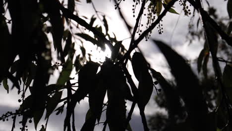 Leaves-Blow-in-the-Wind-in-Colombia-with-Sunlight-in-Background