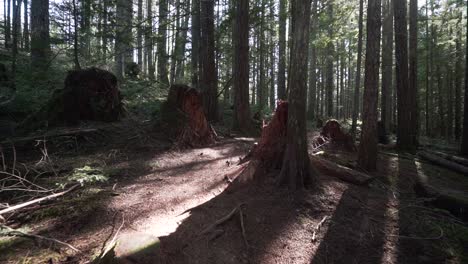 Slow-motion-of-trees-into-the-sun