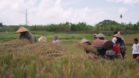 Máquina-Cosechadora-De-Arroz_cosecha-De-Campos-De-Arroz-Balinés_procesamiento_corte-De-Arroz