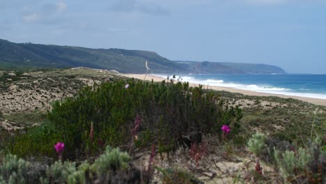 Hermosa-Playa-Vacía-Con-Flores-En-Primer-Plano